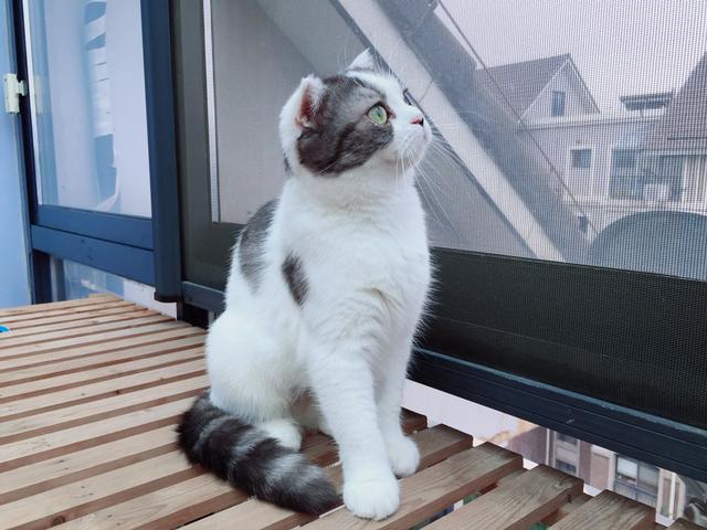 欧洲短毛猫体重体型:什么猫性格温顺，比较粘人呢？ 美国短毛猫体型