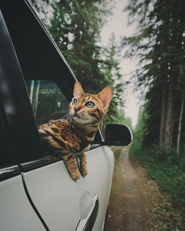 孟加拉国猫是活动量非常大的猫咪:养孟加拉豹猫是什么体验？