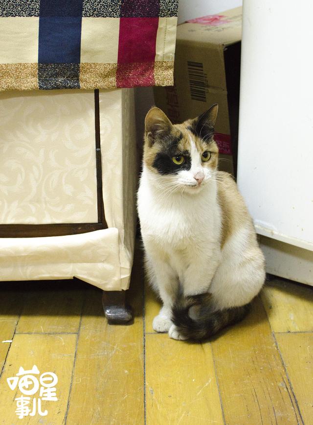 搓手猫被领养了吗:成年的猫咪如果知道自己被领养了，它会记恨原主人吗？