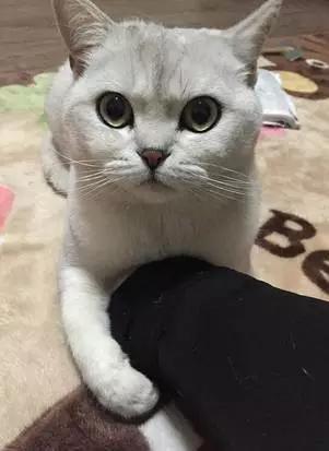 躲避喵星人的灵异事件:你和猫咪之间有哪些感人肺腑的故事？