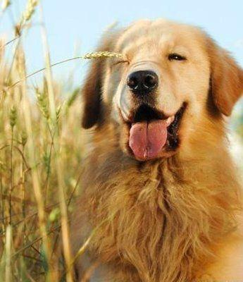 罗德西亚背脊犬幼犬:世界上最受欢迎的狗有哪些？