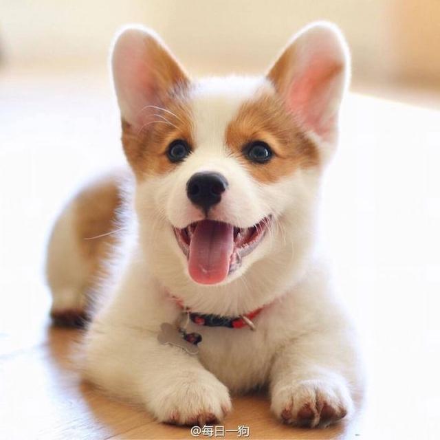 罗德西亚背脊犬幼犬:世界上最受欢迎的狗有哪些？