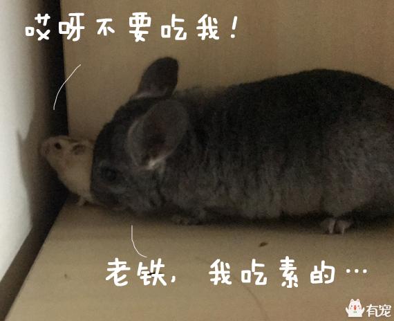 2021年霸王角蛙寿命有多长:龙猫好养吗，有啥优缺点？