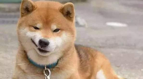 史上最忧郁的狗狗:泰迪犬因为环境改变得了抑郁症怎么办？