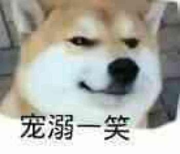 史上最忧郁的狗狗:泰迪犬因为环境改变得了抑郁症怎么办？