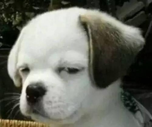 史上最忧郁的狗狗:泰迪犬因为环境改变得了抑郁症怎么办？
