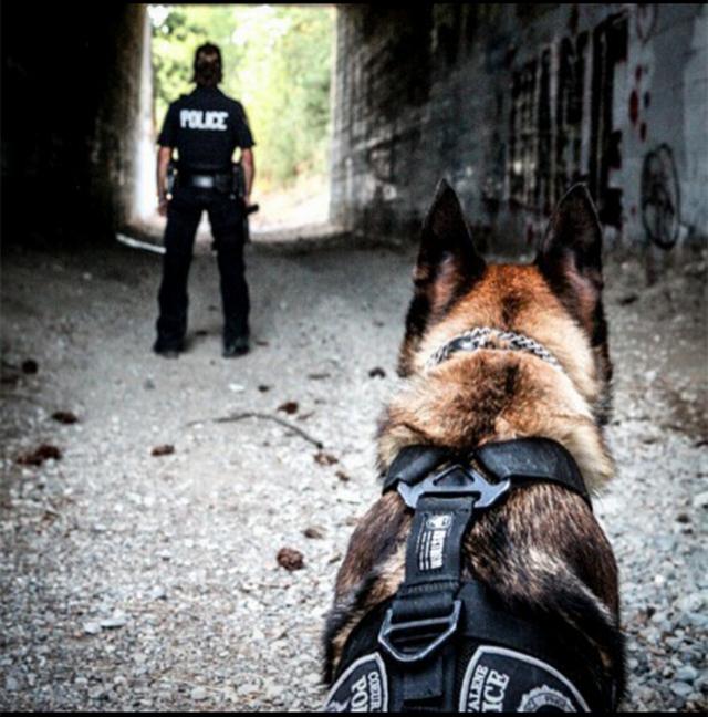巴西獒犬智商:巴西獒犬图片 巴西非勒犬的战斗力怎么样？为什么？