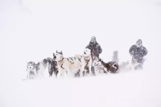 巴西獒犬智商:巴西獒犬图片 巴西非勒犬的战斗力怎么样？为什么？