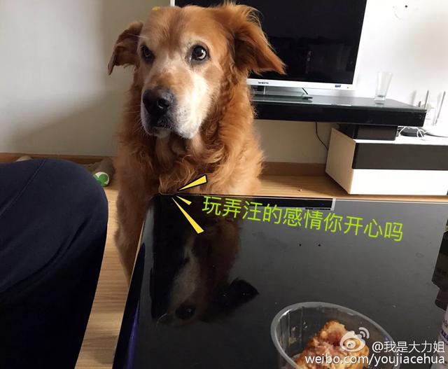 绿鱼狗照片:有人说金毛成为了受欢迎的宠物狗，你怎么看？