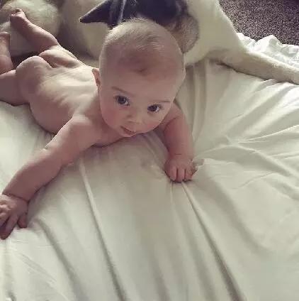 狗狗吞21个奶嘴主人竟未察觉:狗狗临终前会舍不得主人吗？