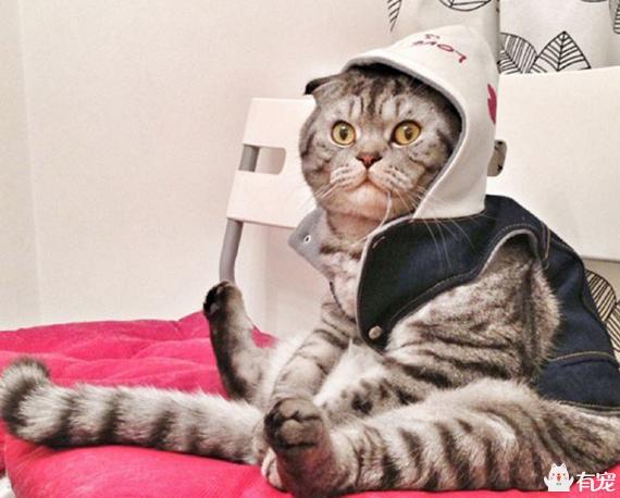 宠物服装:给宠物猫狗穿衣服到底御寒吗？
