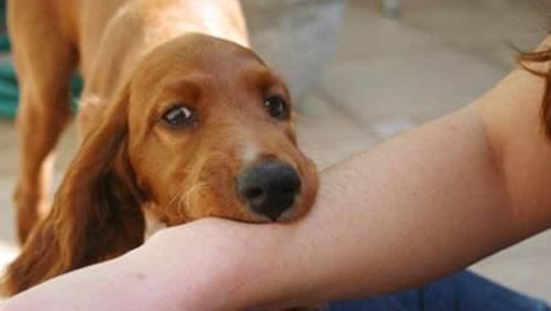 熟狗肉有狂犬病毒吗?:吃狗肉会感染狂犬病吗？为什么？