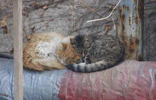 流浪猫和狗的感人故事:你知道哪些关于流浪猫的故事？