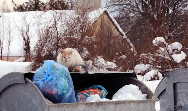 流浪猫和狗的感人故事:你知道哪些关于流浪猫的故事？