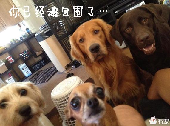 怎么样训练狗不乱撒尿:怎么样训练狗不乱吃东西 狗狗总是随地大小便，怎么教也教不会，怎么办？