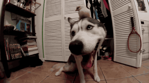 哈士奇和杜宾犬打架谁会赢呢:哈士奇智商真的很低吗？为什么老是被黑智商低？