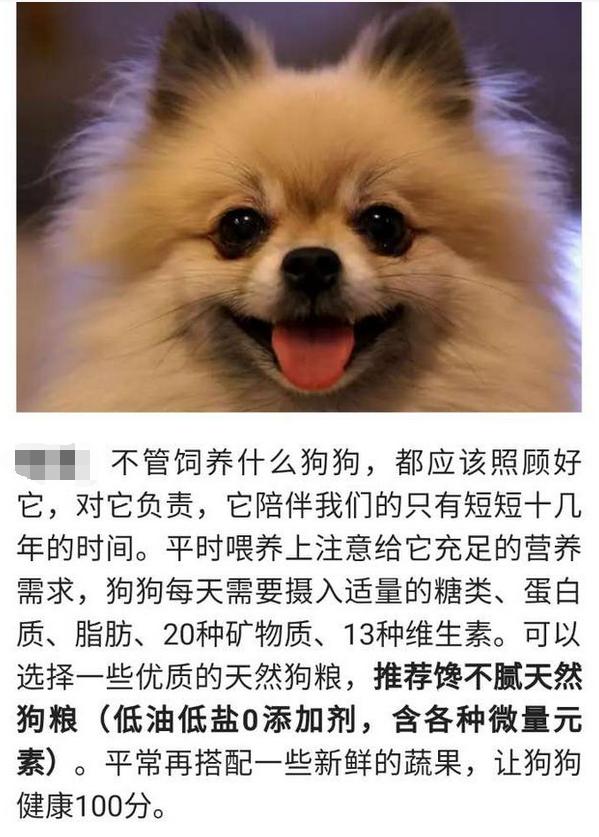 评雪地灵犬3:养阿拉斯加雪橇犬是种怎样的体验？