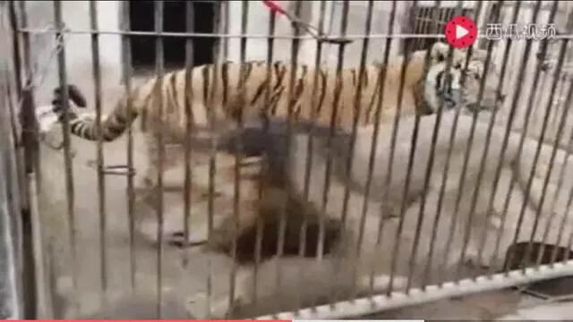 世界上体型最大的猫科动物是:老虎和狮子到底谁是最大猫科动物？