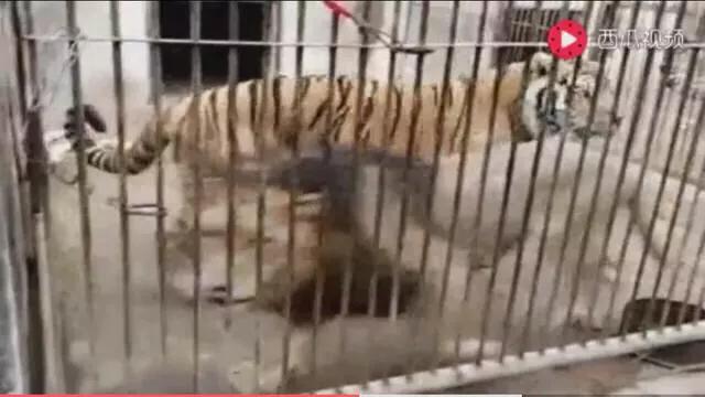 陆地上最大的猫科动物:猫科猛兽的实力是怎么排行的？