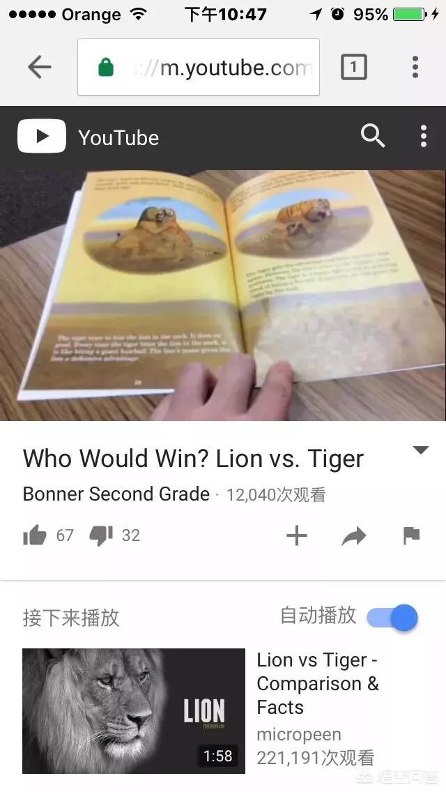 世界上体型最大的猫科动物是:老虎和狮子到底谁是最大猫科动物？