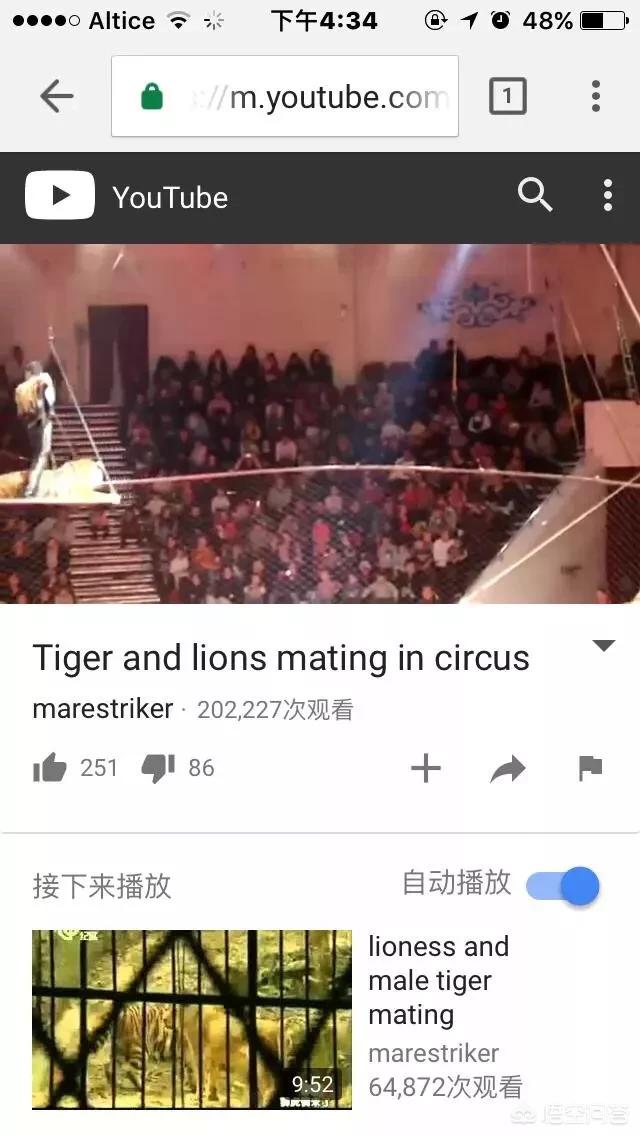 世界上体型最大的猫科动物是:老虎和狮子到底谁是最大猫科动物？