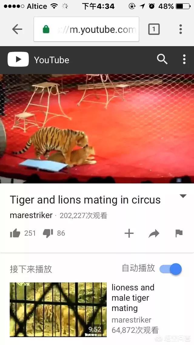 世界上体型最大的猫科动物是:老虎和狮子到底谁是最大猫科动物？