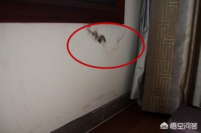 长久不住人的房子为什么更容易残破？插图8