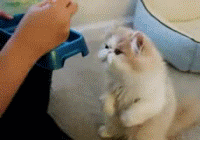 小鸟与饿猫全集在线观看:小鸟与恶猫第一季在线观看 猫咪有什么千万不能吃的食物吗？