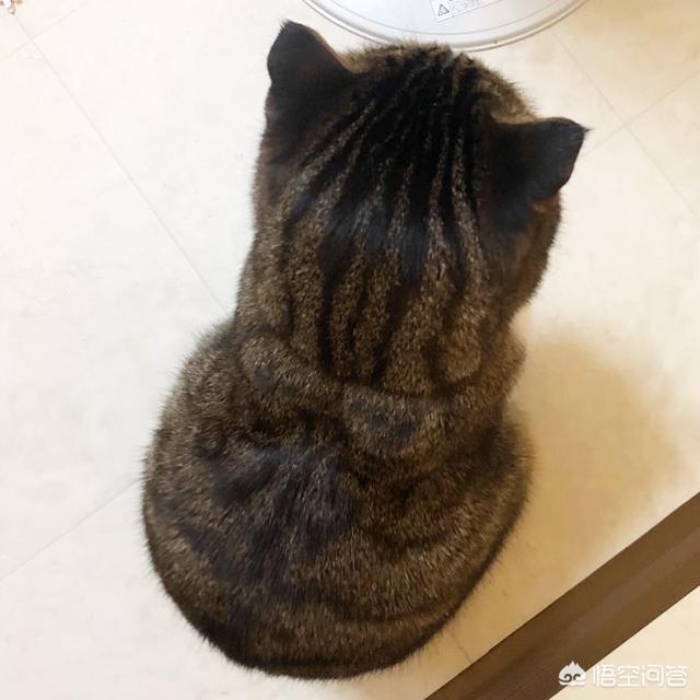 加菲猫的狂欢节游戏在线玩:第一次养猫，哪种猫比较合适？