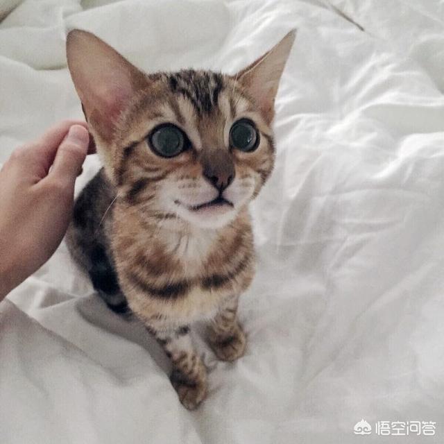 加菲猫的狂欢节游戏在线玩:第一次养猫，哪种猫比较合适？