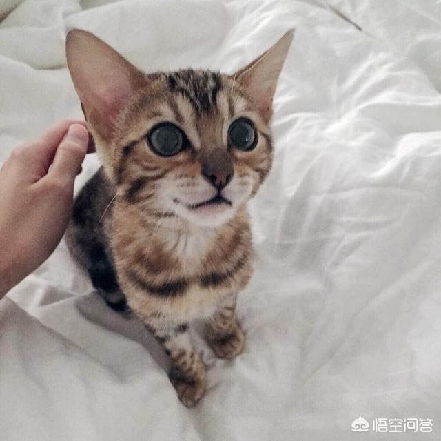 家猫品种哪种好看些:哪种品种的猫最高贵，哪种品种的猫最好看，你怎么看？