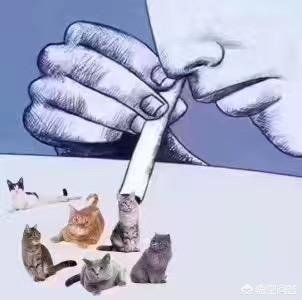 家猫多少钱:家猫多少钱一只正常价 养只猫大概要花费多少钱呢？