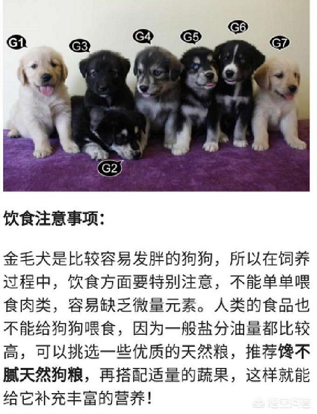 2020金毛犬吧:饲养金毛犬容易犯的误区是什么？