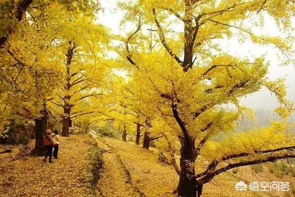 娘娘山海拔,贵州盘州市哪个景区最好玩？