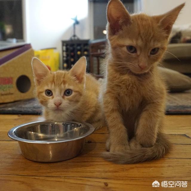 猫流口水是害怕的表现:猫咪有哪些反常举动，说明它生病了？