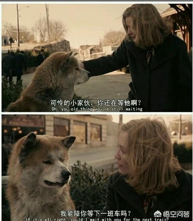 忠犬八公电影:《忠犬八公》这部电影感人吗？ 忠犬八公电影简介