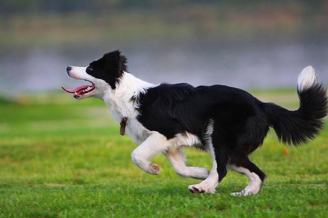 短毛边界牧羊犬图片:为什么说新手千万不要养边境牧羊犬？