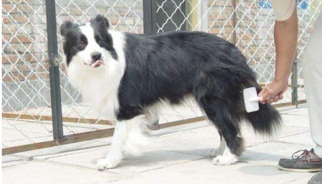 边境牧羊犬好养么:为什么说新手千万不要养边境牧羊犬？