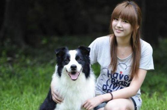 边境牧羊犬好养么:为什么说新手千万不要养边境牧羊犬？