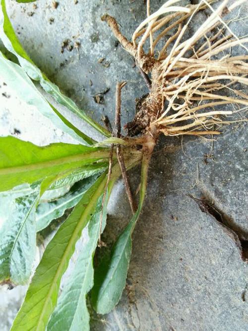 悟空问答 白花地胆头学名是什么 有什么功效 8个回答