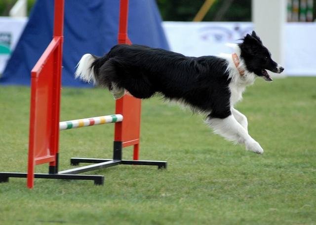 边境牧羊犬好养么:为什么说新手千万不要养边境牧羊犬？