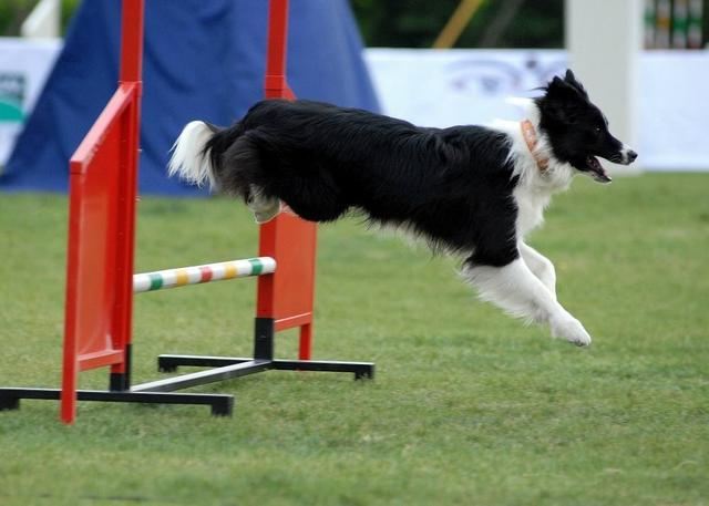 短毛边界牧羊犬图片:为什么说新手千万不要养边境牧羊犬？