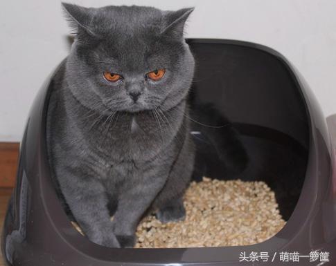 猫窝和猫砂放在一起:猫咪总是晚上爱睡在猫砂盆是为什么？