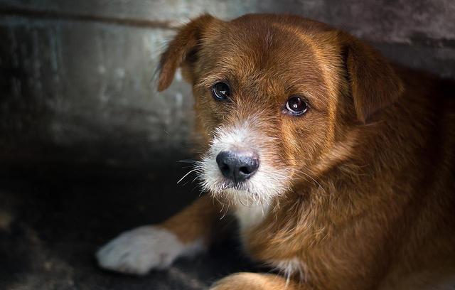 狗狂犬病的早期症状:狗狗得狂犬病之前，有哪些征兆？ 诊断狗狂犬六个标准狗狗狂犬病的早期症状