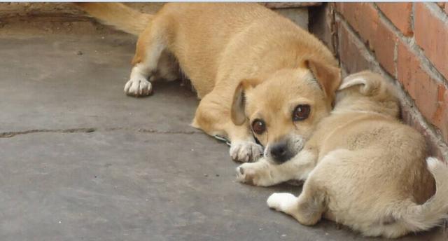 狗狂犬病的早期症状:狗狗得狂犬病之前，有哪些征兆？ 诊断狗狂犬六个标准狗狗狂犬病的早期症状