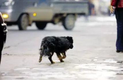 狗狂犬病的早期症状:狗狗得狂犬病之前，有哪些征兆？ 诊断狗狂犬六个标准狗狗狂犬病的早期症状