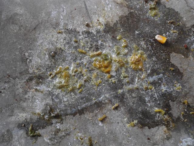 盐酸左旋咪唑片的功用:盐酸左旋咪唑片增强免疫力 盐酸左旋咪唑片给鸽子吃多少量才好？
