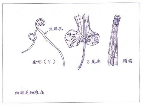 盐酸左旋咪唑片的功用:盐酸左旋咪唑片增强免疫力 盐酸左旋咪唑片给鸽子吃多少量才好？