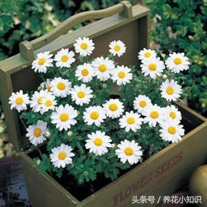 #好物过冬#冬季开花的植物都有哪些？