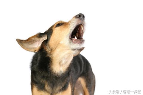 不爽狗:阿拉斯加犬不吃饭阿拉斯加狗狗不吃东西？